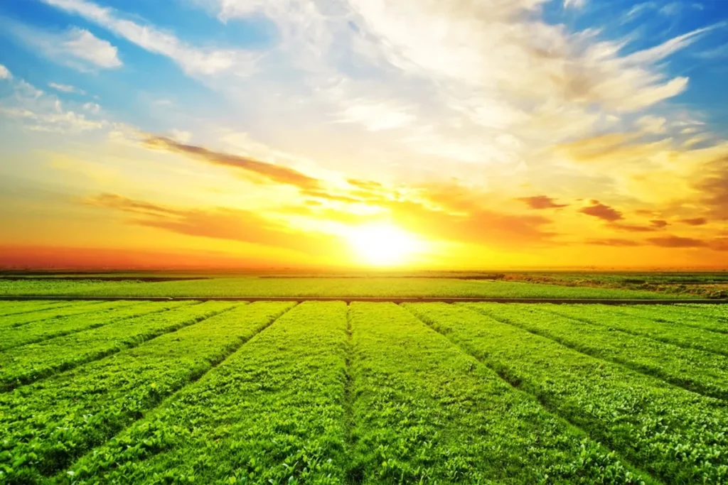 Vista panorâmica de um campo agrícola verde iluminado pelo nascer do sol, com céu colorido em tons de azul, laranja e amarelo.