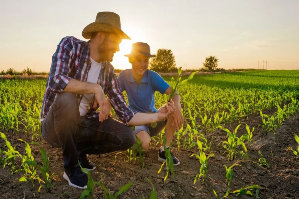 Pai e filho agachados em um campo de plantas jovens, observando e aprendendo sobre agricultura ao pôr do sol.