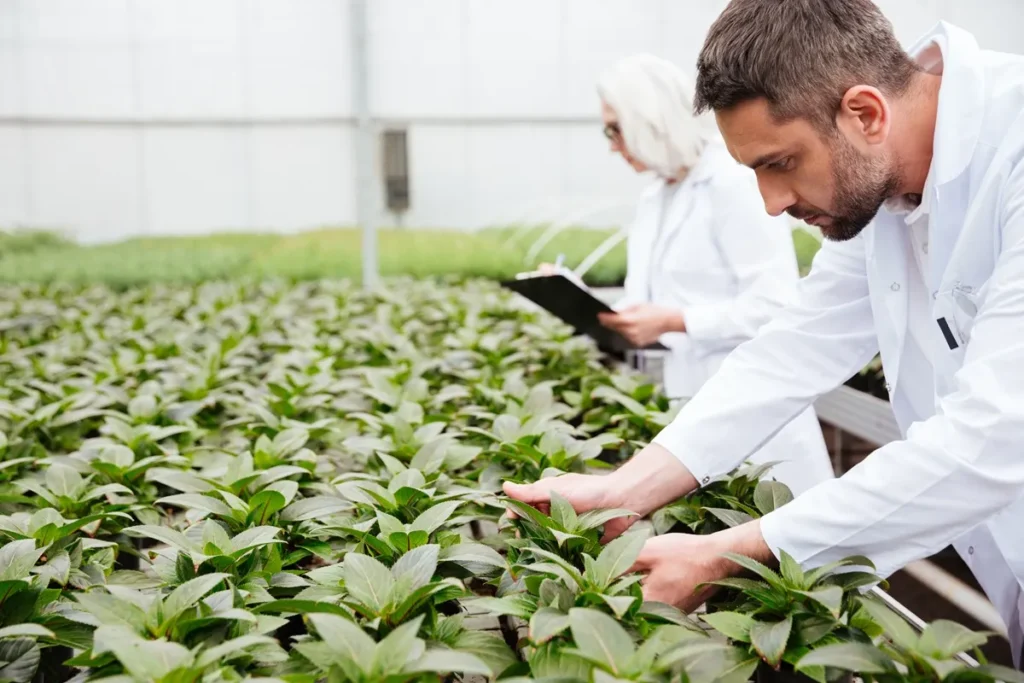 Dois cientistas em estufa agrícola inspecionando plantas, simbolizando pesquisa e inovação na agroindústria.