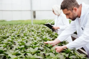 Dois cientistas em estufa agrícola inspecionando plantas, simbolizando pesquisa e inovação na agroindústria.
