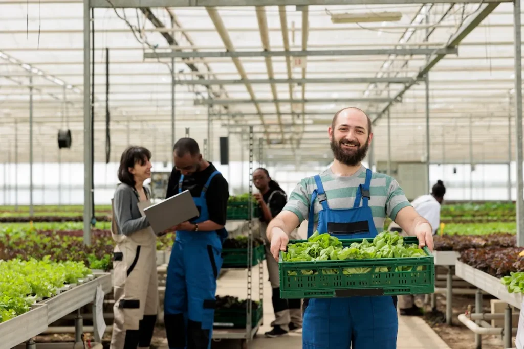 Trabalhadores em uma estufa agrícola colhendo vegetais frescos, com um homem sorrindo enquanto segura uma caixa de alface.