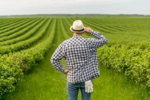 Agricultor com chapéu e camisa xadrez observando uma plantação verde em campo aberto, avaliando o crescimento das culturas.