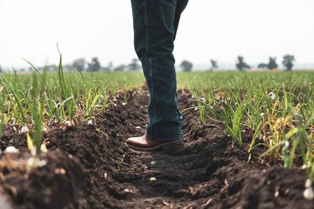 Pés de um agricultor em um campo de alho, simbolizando o agronegócio e a agricultura.