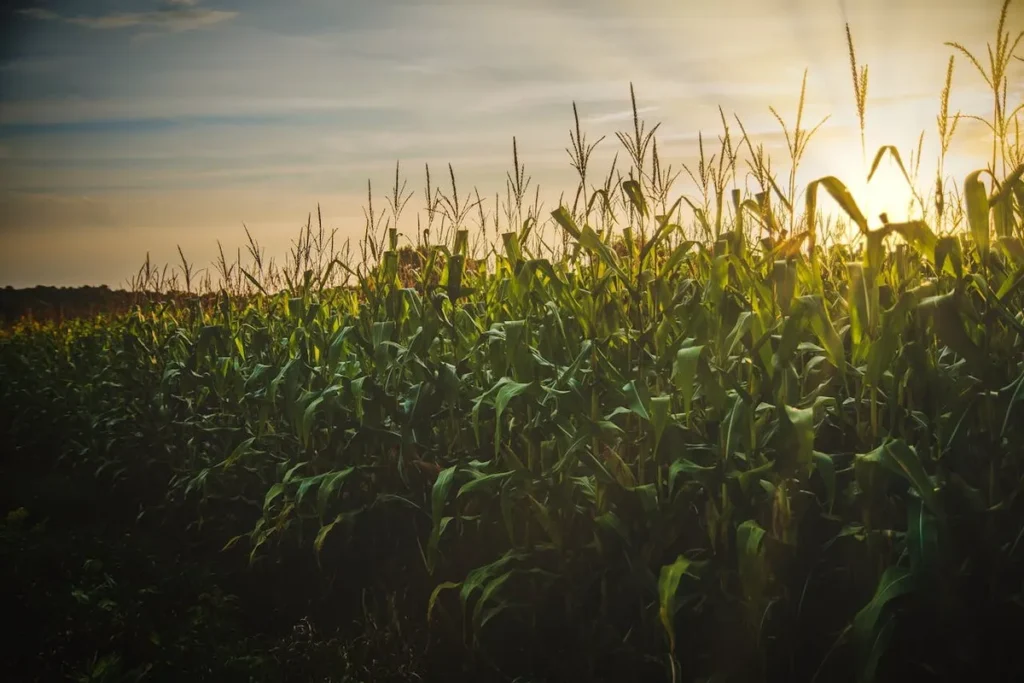 Campo de milho com o sol se pondo no horizonte, representando o agronegócio.
